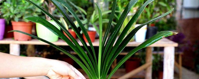 春节君子兰开花剪叶子吗，不用剪叶子