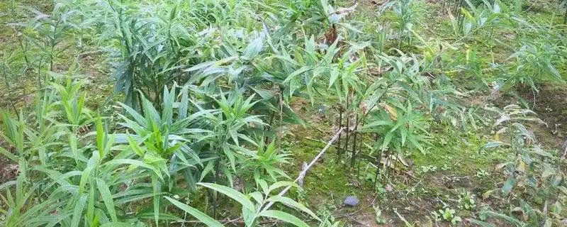 黄精怎么种植，穴播3-5粒种子