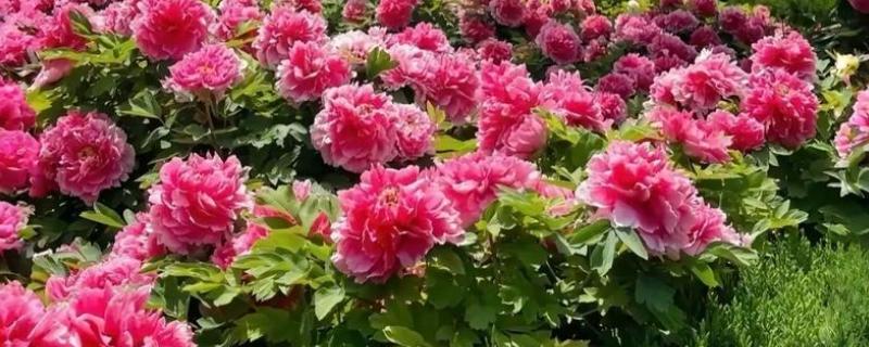 洛阳牡丹的花展时间，主要集中在4月上旬到5月中旬