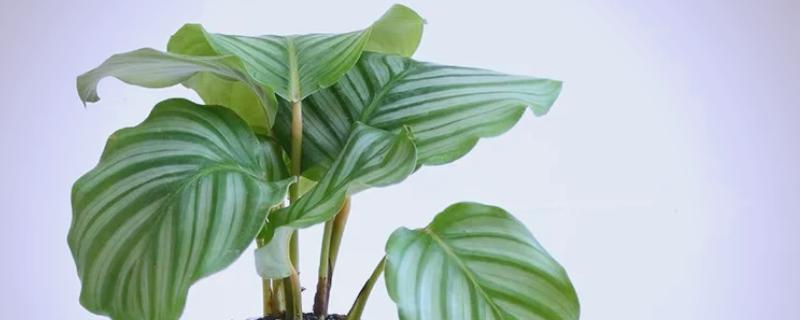 青苹果竹芋的繁殖方法，一般采取扦插的方式