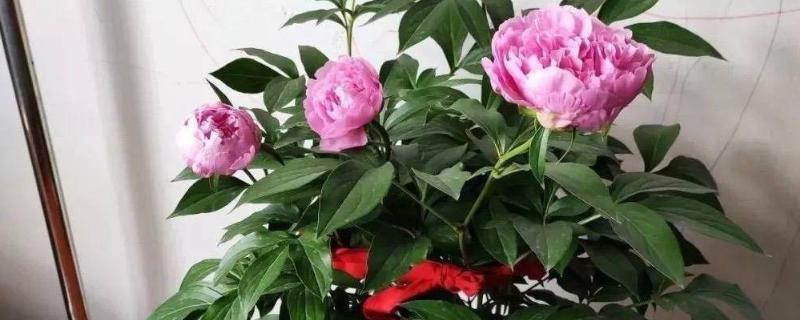 芍药花可以在室内养吗，可以栽种在室内