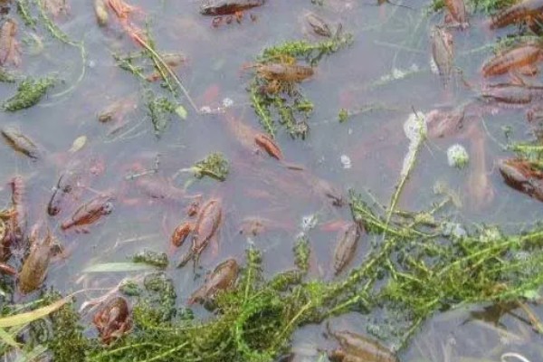 软壳龙虾的优点，可食部分提高到90％以上