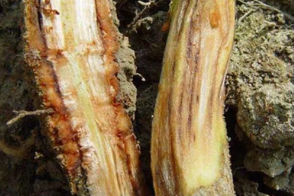 黄瓜根腐菌病症状，其茎基部会萎缩