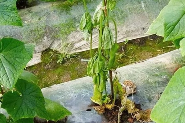 黄瓜根腐菌病症状，其茎基部会萎缩