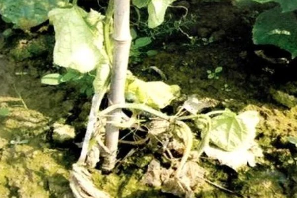 黄瓜根腐菌病症状，其茎基部会萎缩