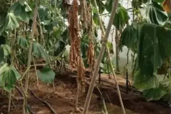 黄瓜根腐菌病症状，其茎基部会萎缩