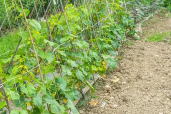 黄瓜根腐菌病症状，其茎基部会萎缩