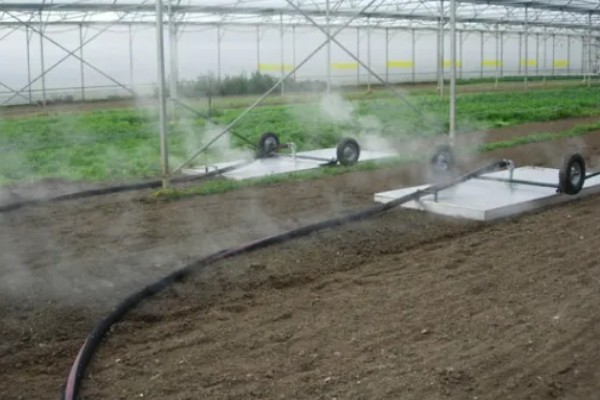 黄瓜根腐菌病症状，其茎基部会萎缩