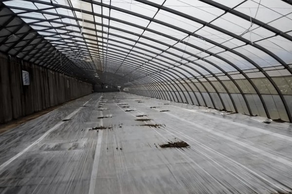 黄瓜根腐菌病症状，其茎基部会萎缩