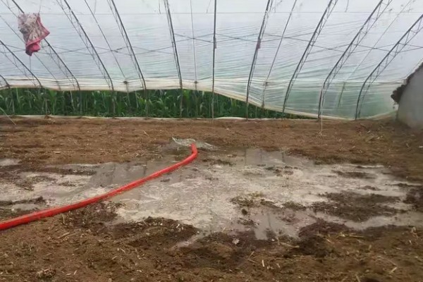 黄瓜根腐菌病症状，其茎基部会萎缩