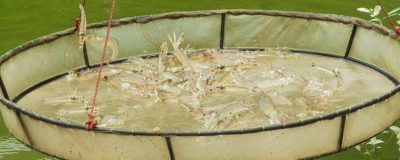 怎么养虾，根据虾苗的规格决定投放数量