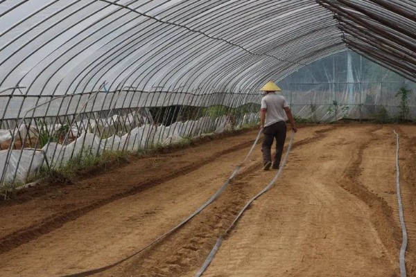 黄瓜根腐菌病症状，其茎基部会萎缩