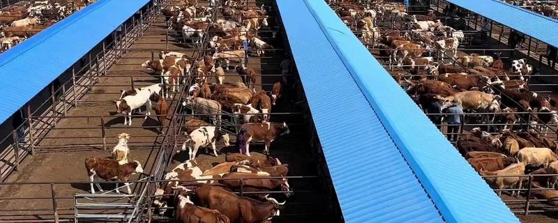 小母牛长骨骼喂哪种饲料，粗饲料、混合精料、多汁饲料均可饲喂