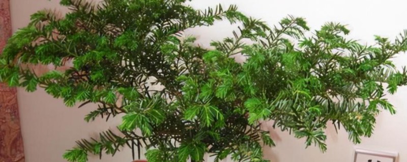 红豆杉的养殖方式，生长期7天浇水一次