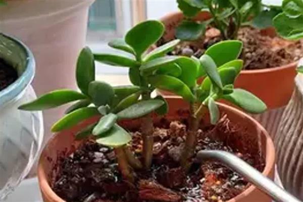 多肉冬季浇水方法，沿着盆边浇入