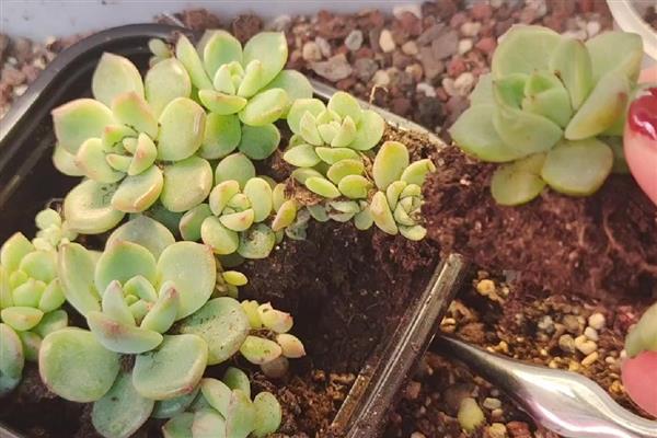 多肉冬季浇水方法，沿着盆边浇入