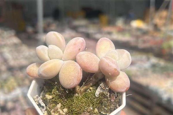 多肉冬季浇水方法，沿着盆边浇入