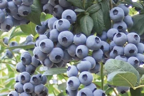 蓝莓可以保存多久，在不同温度环境中的保存期有区别