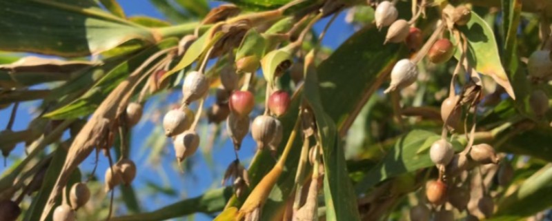 薏米如何种植，在播种前要浸种