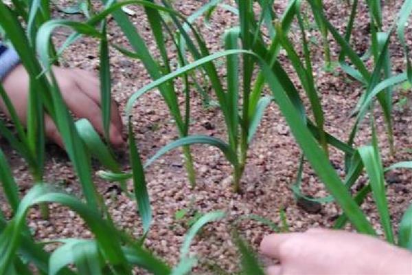 种蒜苗用什么土，选择排水性好的土壤中