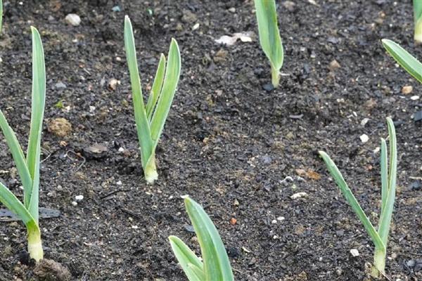 种蒜苗用什么土，选择排水性好的土壤中