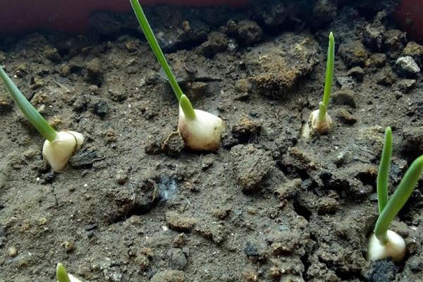 种蒜苗用什么土，选择排水性好的土壤中