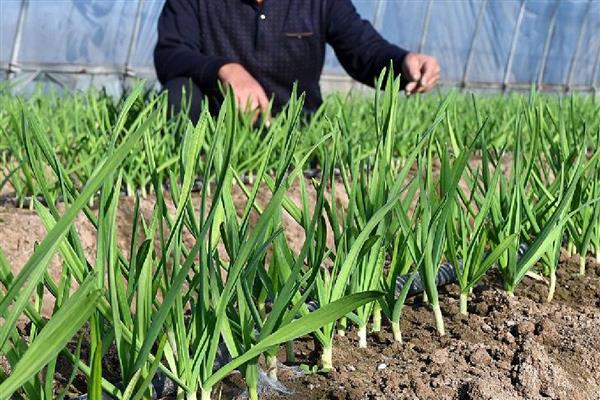 种蒜苗用什么土，选择排水性好的土壤中