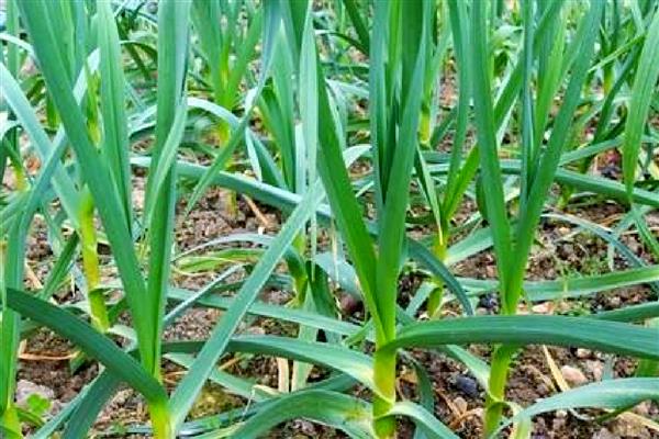 种蒜苗用什么土，选择排水性好的土壤中