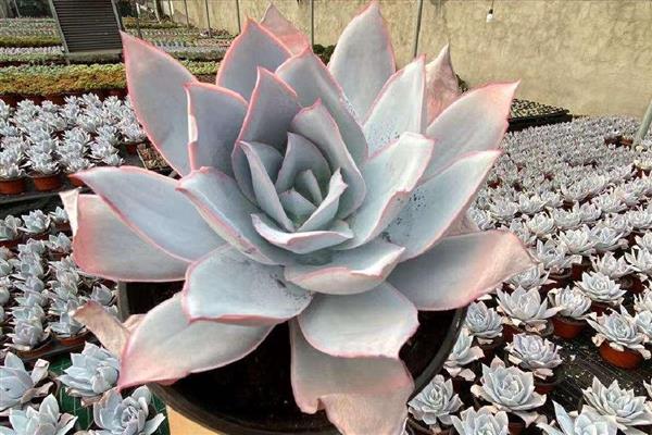 广寒宫多肉是否容易度夏，夏季没有明显的休眠期容易度过