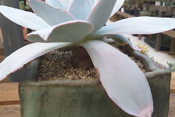 广寒宫多肉是否容易度夏，夏季没有明显的休眠期容易度过