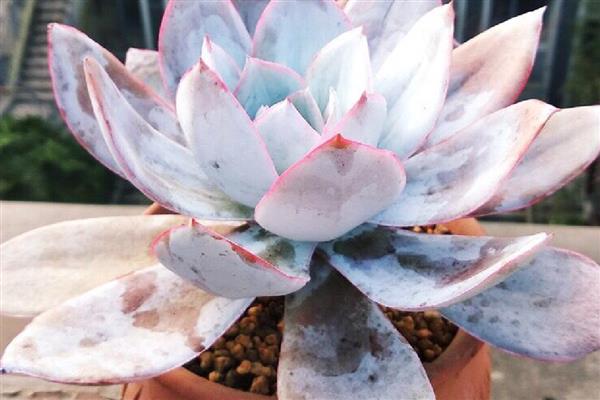 广寒宫多肉是否容易度夏，夏季没有明显的休眠期容易度过