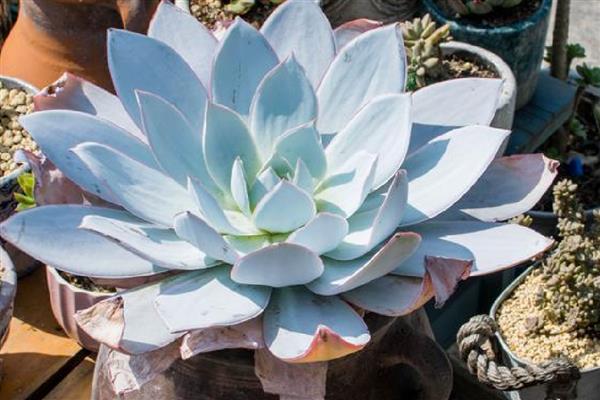 广寒宫多肉是否容易度夏，夏季没有明显的休眠期容易度过