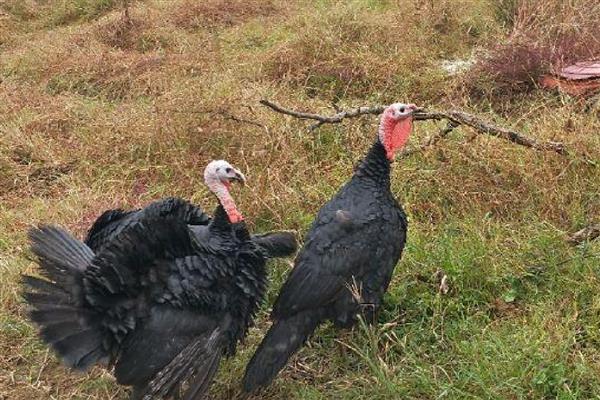 贝蒂纳火鸡简介，有小型和重中型这2种