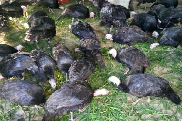 贝蒂纳火鸡简介，有小型和重中型这2种