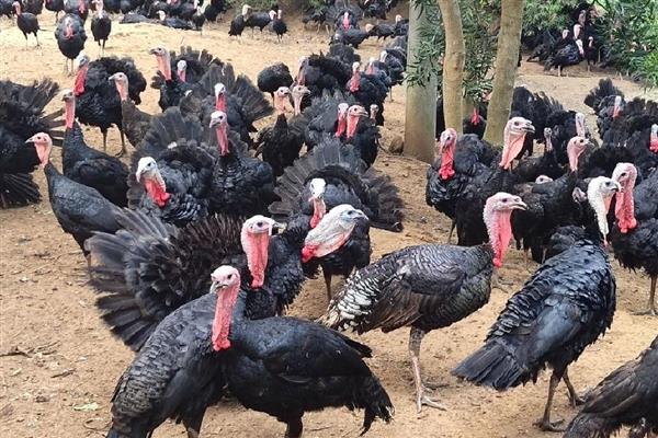 贝蒂纳火鸡简介，有小型和重中型这2种