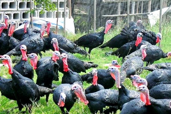 贝蒂纳火鸡简介，有小型和重中型这2种