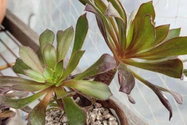 法师叶子焦边的原因，可能是强光暴晒所致