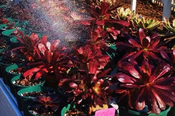 法师叶子焦边的原因，可能是强光暴晒所致