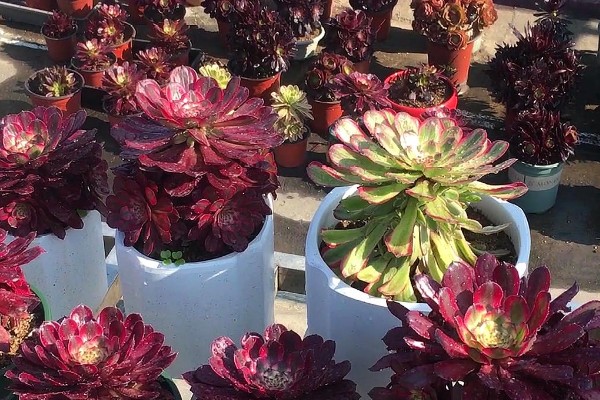 法师叶子焦边的原因，可能是强光暴晒所致