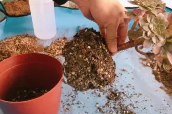 法师叶子焦边的原因，可能是强光暴晒所致