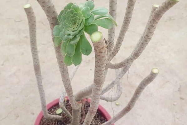 法师叶子焦边的原因，可能是强光暴晒所致