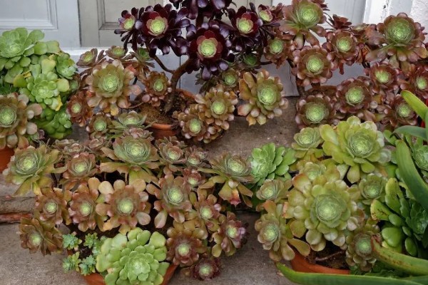 法师叶子焦边的原因，可能是强光暴晒所致