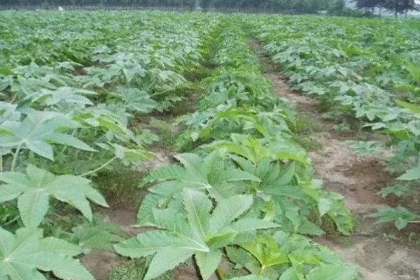 蓖麻怎么管理,苗高达到40-50厘米要打顶