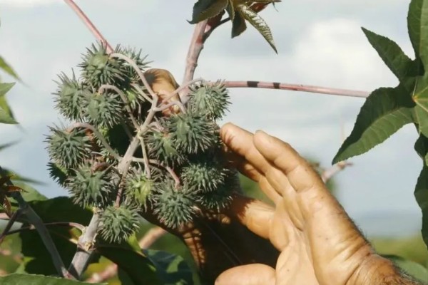 蓖麻怎么管理,苗高达到40-50厘米要打顶