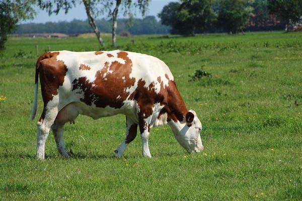 牛吃草的特点，会出现反刍