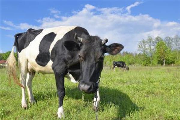 牛吃草的特点，会出现反刍