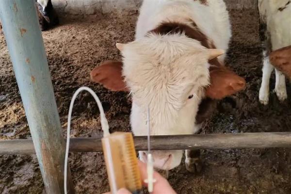 牛吃草的特点，会出现反刍