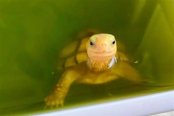黄喉小青龟的寿命，寿命会在50年左右