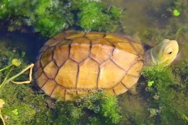 黄喉小青龟的寿命，寿命会在50年左右