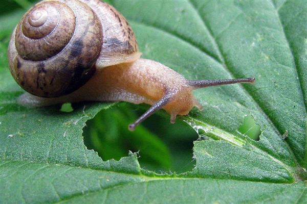 蜗牛有几颗牙齿，有两万五千六百颗牙齿